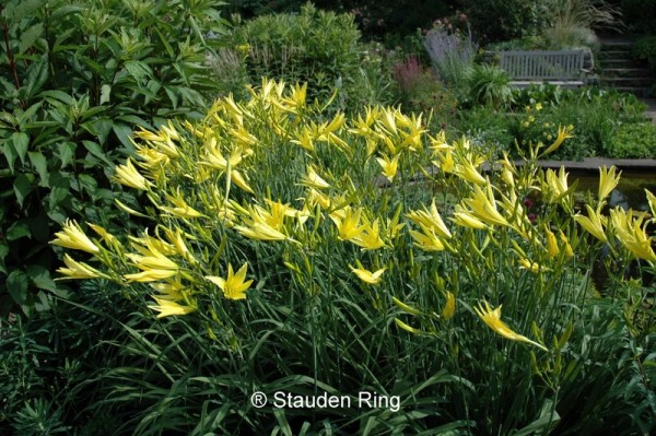 Zironengelbe Taglilie – Hemerocallis citrina